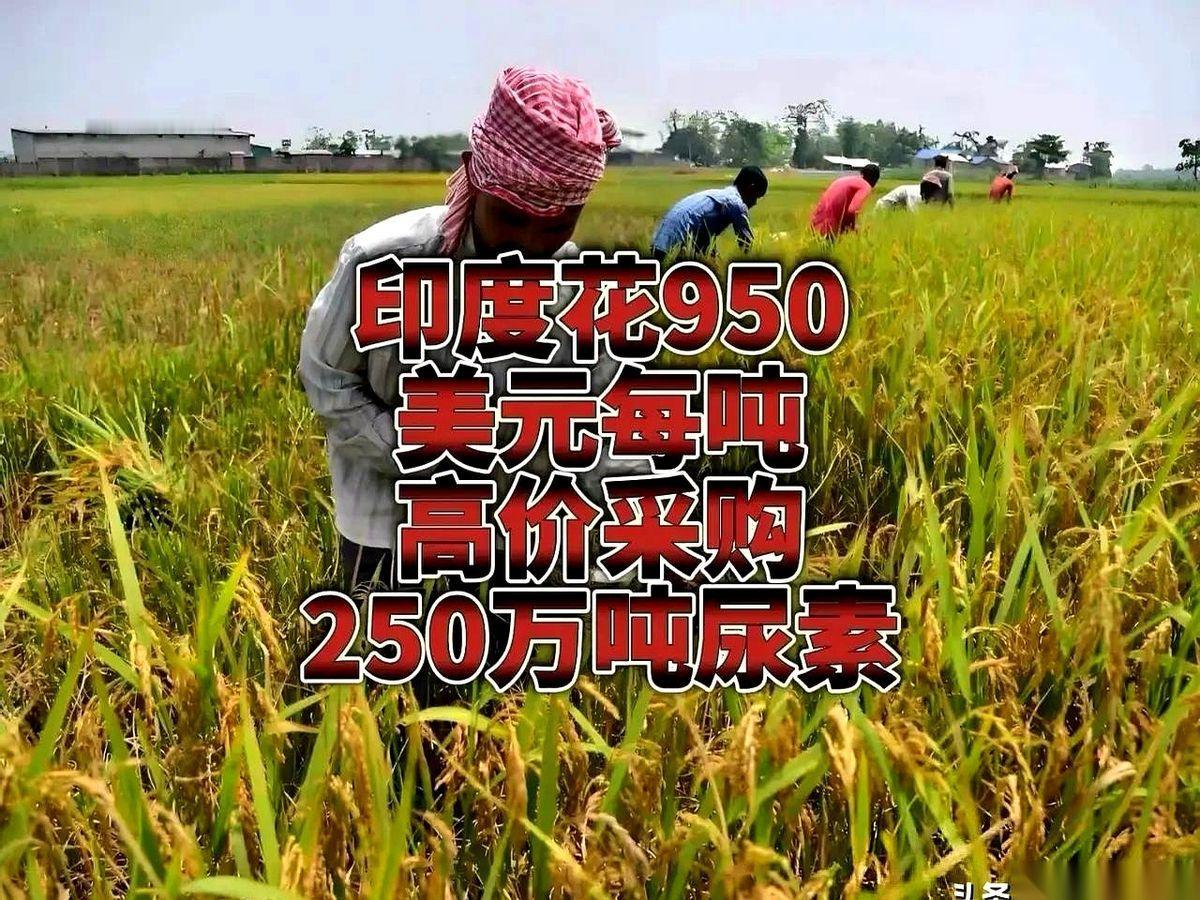 印度这次在国际贸易圈里，结结实实撞上了一块铁板。当全球尿素价格在1000美元一
