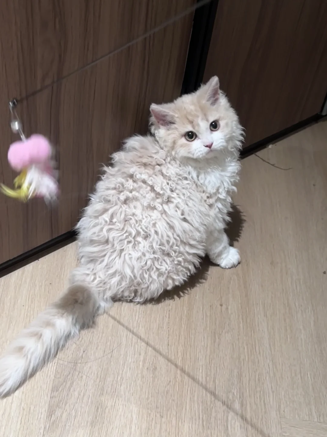 想转行当宠物博主了，太可爱啦