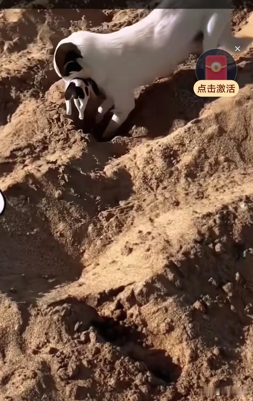 流浪狗妈妈的一只幼崽夭折了，它叼着孩子寻到一块松软的土地将其掩埋。掩埋时，它满心