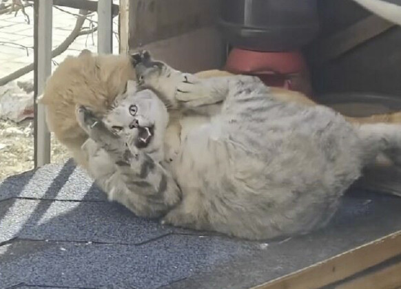 二姨说这是成都的猫。