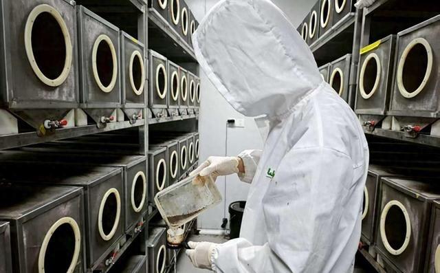 我国有座全球最大蚊子工厂，厂里工人不干灭蚊的活，反倒拿羊血和糖水精心喂养蚊子，把