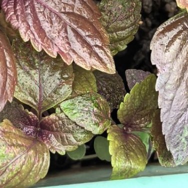 🍥‎种植🍥‎种植文案0000紫苏完整特性一、植物形态特性（外观）1.