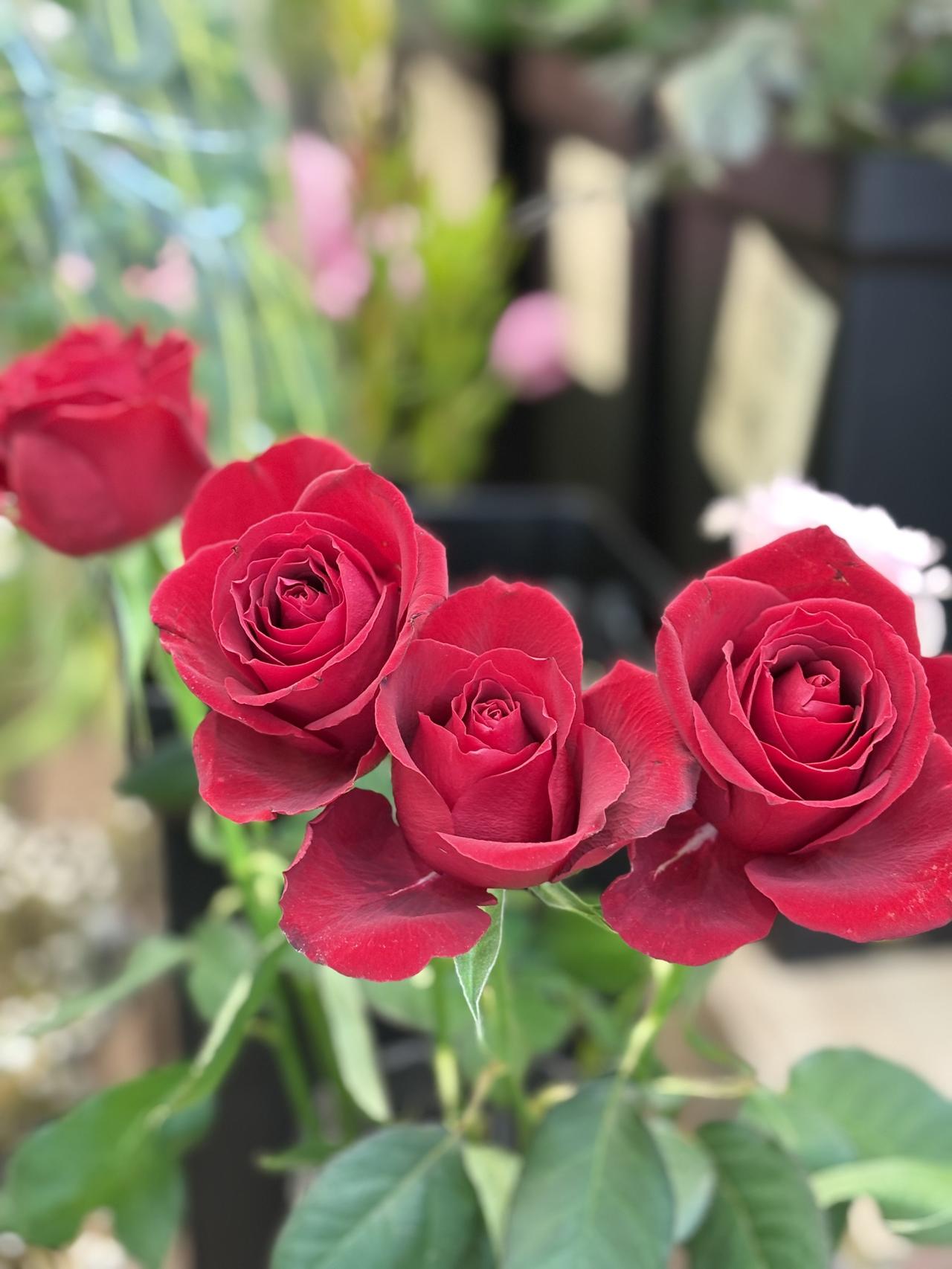 朵朵绽放，空灵绝美。