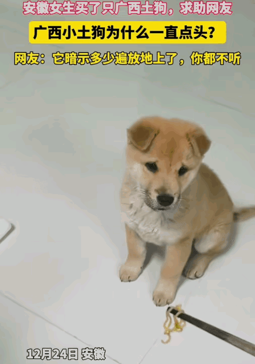 “太有灵性了！”安徽一女生买了一只广西土狗。她喂小狗吃的，没想到，小狗不吃，一直