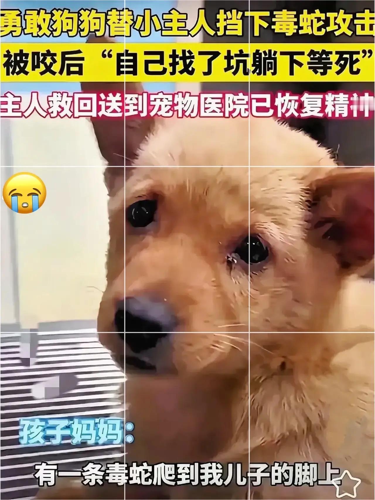 这才是双向奔赴最戳人的样子啊！一条普普通通的土狗，在危险来临的瞬间毫不犹豫挡在主