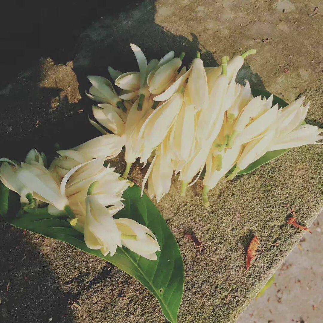 晒出你的本地生活没想到驻马店也有这种花儿呀。不知道叫什么名字？感觉挺好看的呀。现