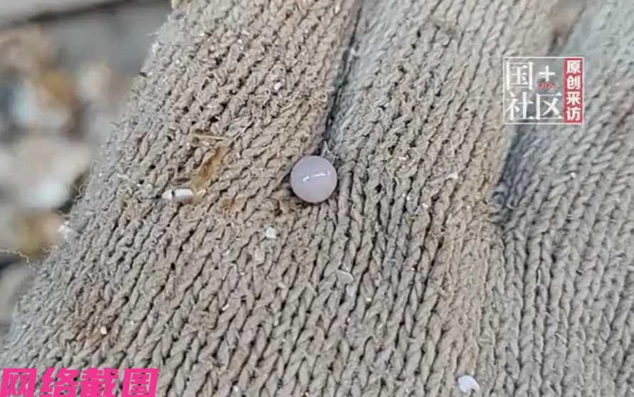 广东有生蚝店老板在开生蚝时，意外发现有只生蚝里有蚝珠，这让老板也是新奇，六年来第