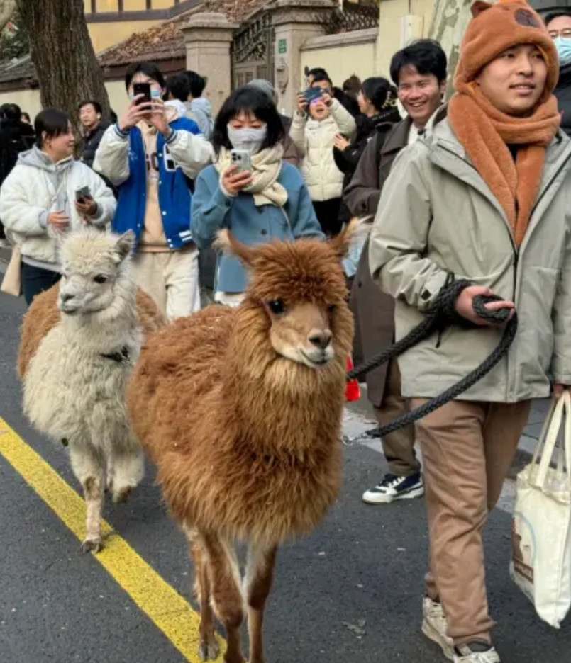 上海武康路禁止汽车通行后，我发现了4个有意思的现象。1，中国人最多，说是说炫