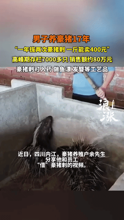 养猪不吃肉，而是拔刺卖，我也是头一次听说，不过一斤刺能卖到400块，收入也算可观