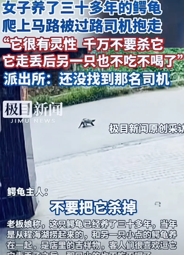 老板娘养了三十多年的鳄龟，8月6日中午突然爬出院门到了公路上。一辆白色轿车