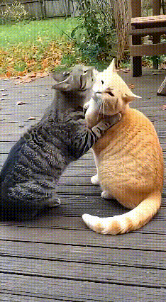 猫界名场面！情侣猫正甜蜜贴贴，天降“鱼刑”瞬间反目成仇😂谁懂啊！这波猫界