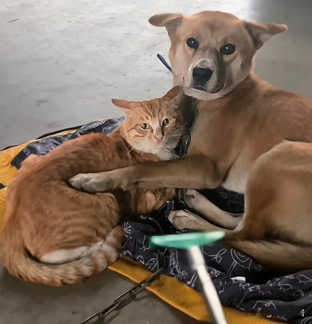 呀！旺财这是对小猫咪做了什么？它俩怎么抱在一起了？而且小猫咪还一脸宠懵的感觉。被