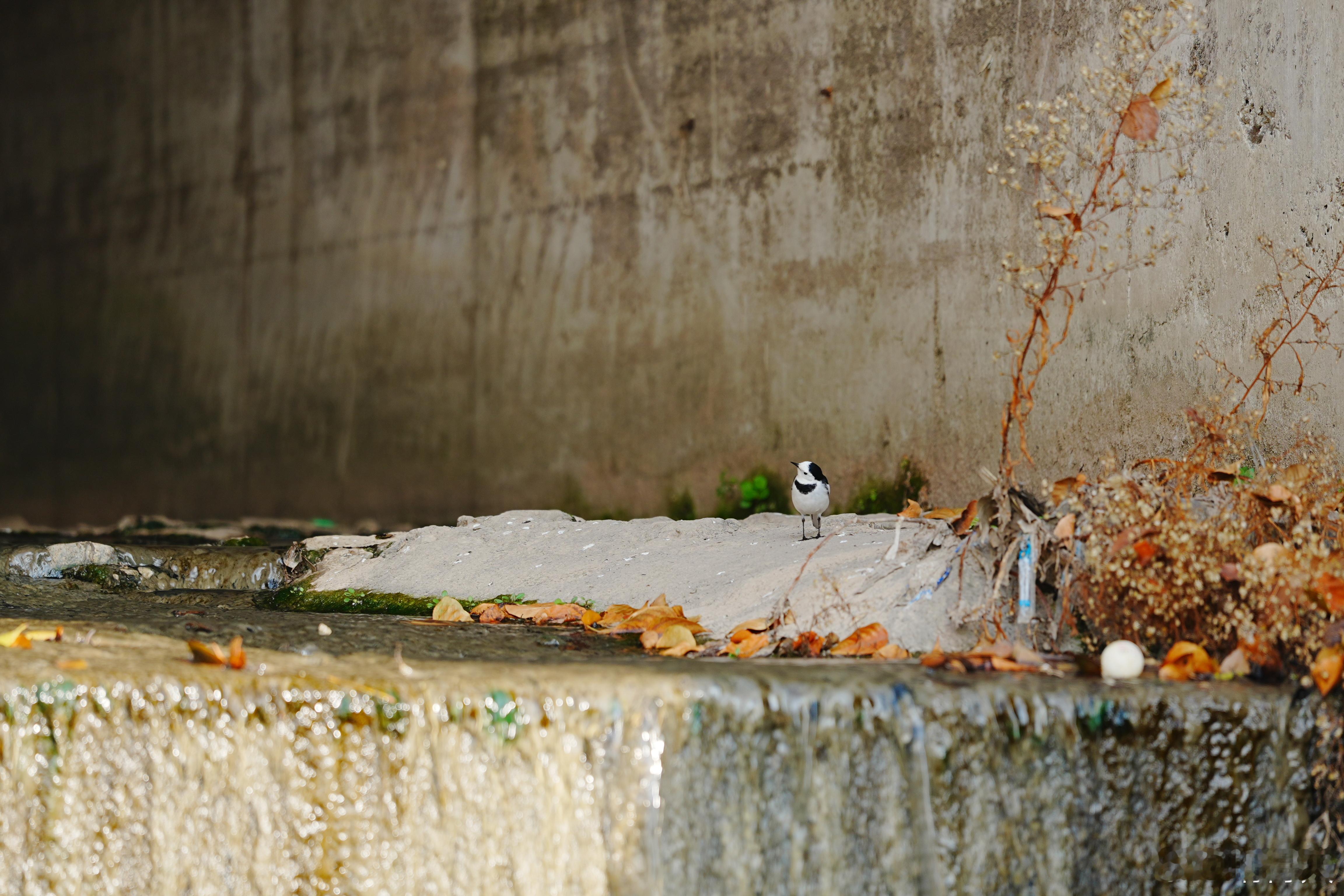 扭头还挺酷蜗的摄影日记出片事务所