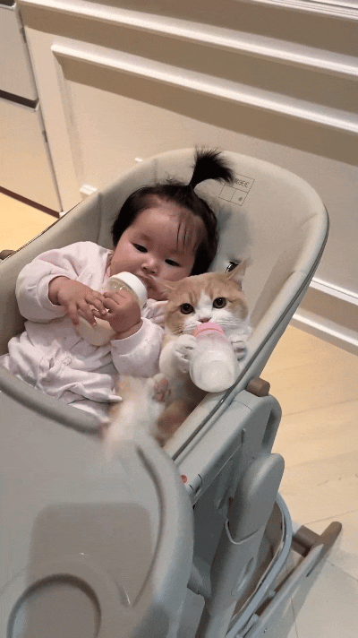 恁瞅瞅这俩！娃在家喝奶嘞时候，这小猫非要凑过去蹭一口！娃还可懂事，拿着奶瓶递过去