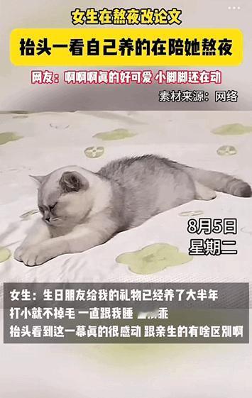 万物皆有灵性！重庆，女生在熬夜改论文，抬头一看自己养的猫咪一直在陪着她熬夜。她改