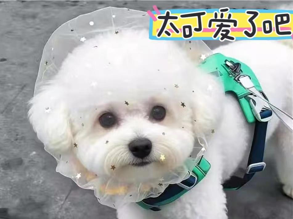 天津人骨子里的幽默无处不在，这不遛弯时就看到天津大姨给自家狗子安排纱巾！春天VS