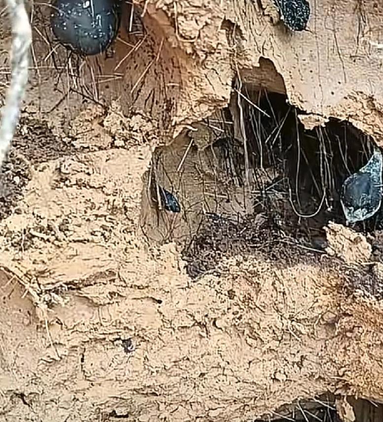 这一铲子下去，直接能回家躺平了！四川达州有位男子开着自己的挖掘机干活，一铲子下