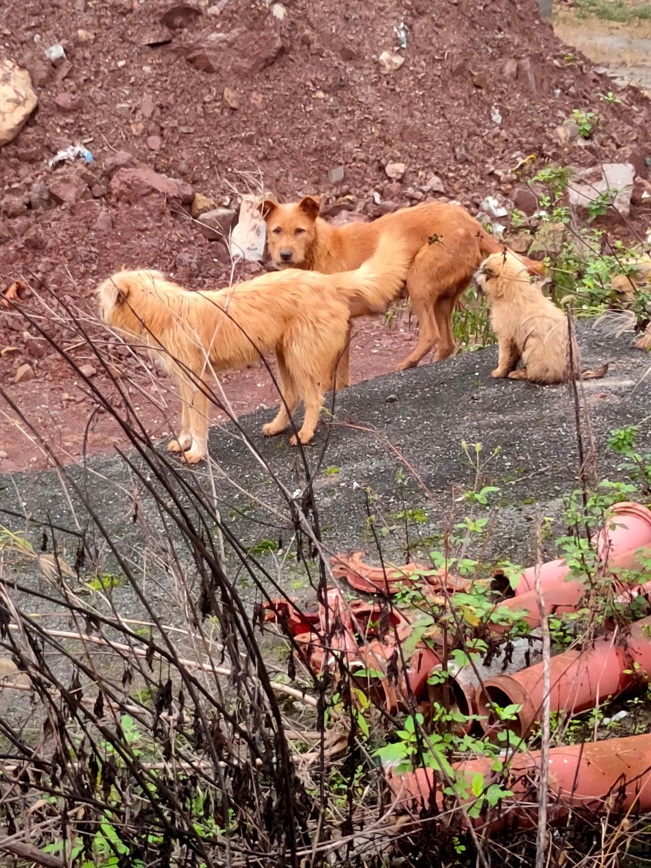 雨后的工地旁，泥泞的路面上，三只流浪狗紧紧依偎着。狗爸爸是一身利落的棕红，