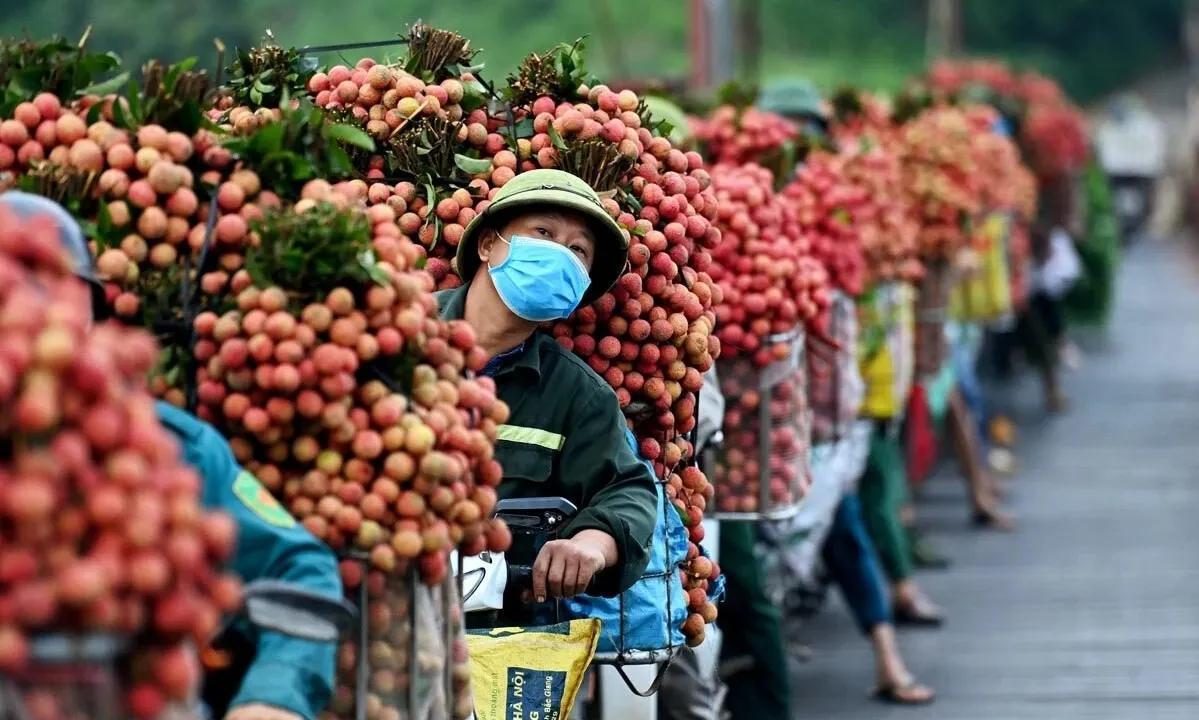 越南荔枝在中国大卖！中国采购商10天买了4000吨越南荔枝，中国荔枝比越南出售价