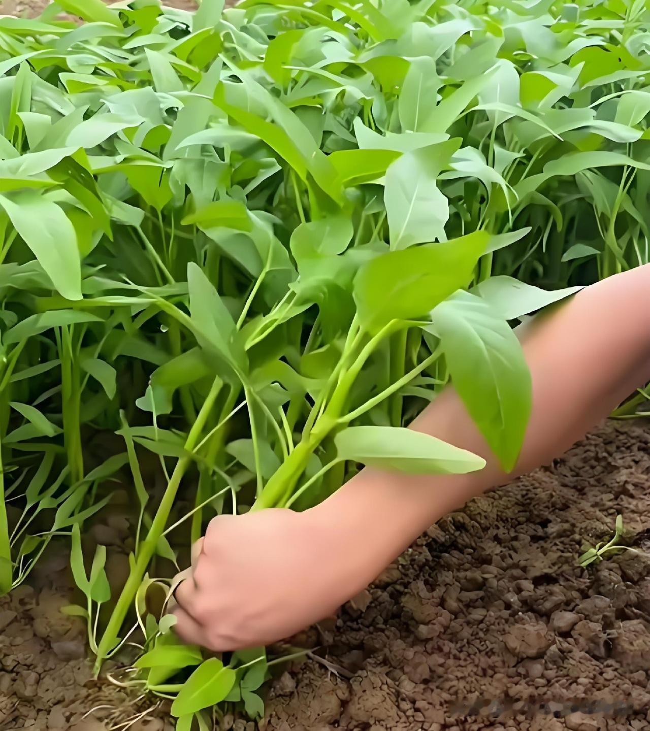 空心菜被说成“最毒绿叶菜”，劝大家不要再种，到底是不是真的？网上经常有人说