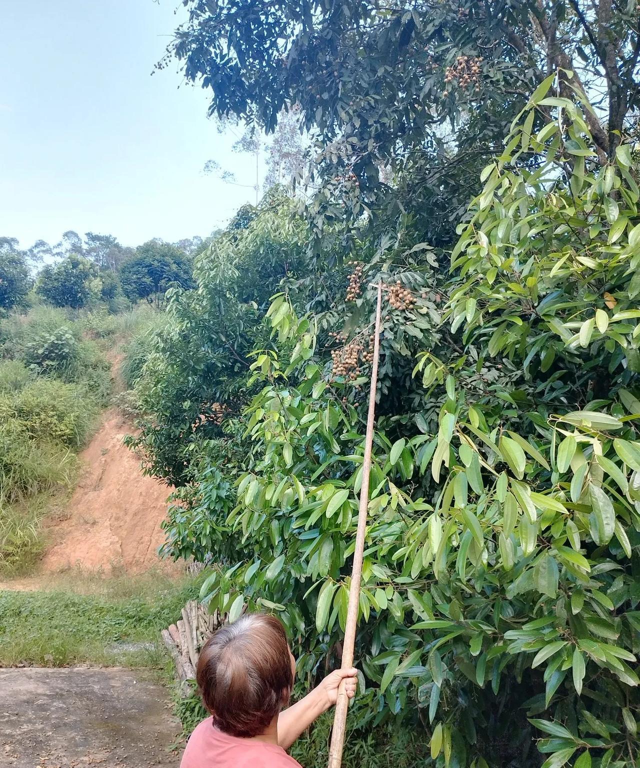 感谢各位网友，我才吃上了自己家的龙眼。前两天我说家里有龙眼都摘不到吃，还要去镇