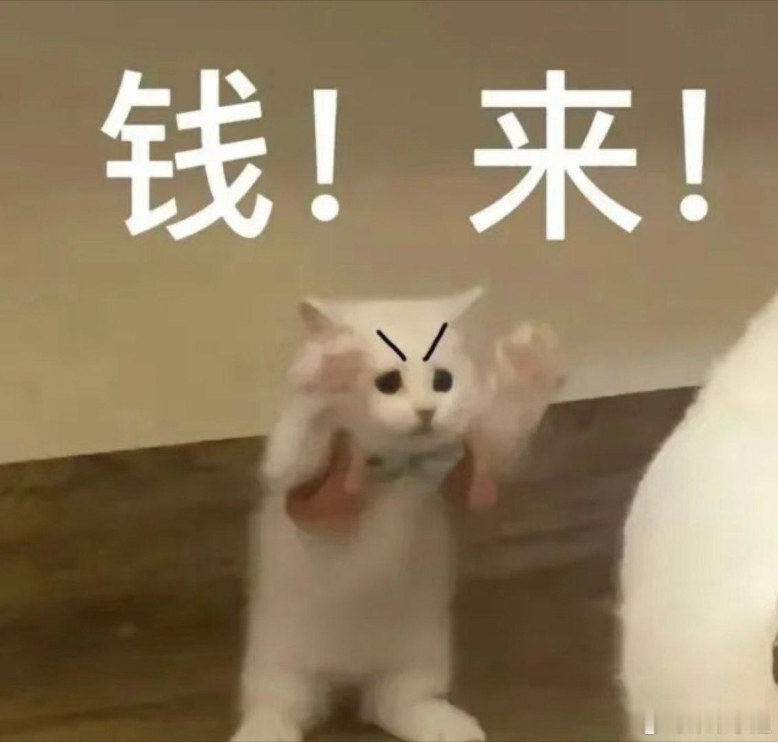 猫咪表情包