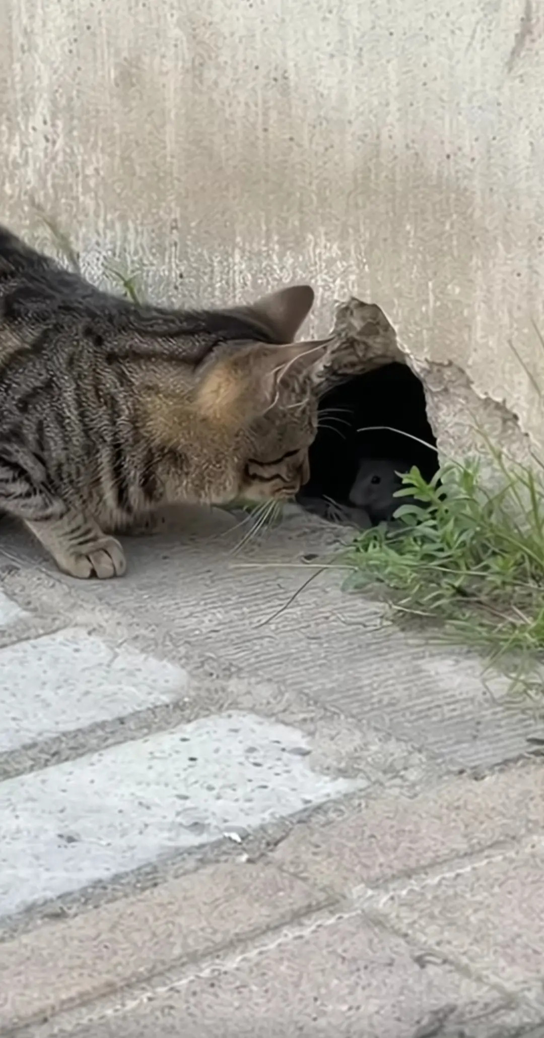 鼠：“有本事你进来抓我呀！”猫：“不进去也能抓到你！”鼠：“我错了！我服了！”猫