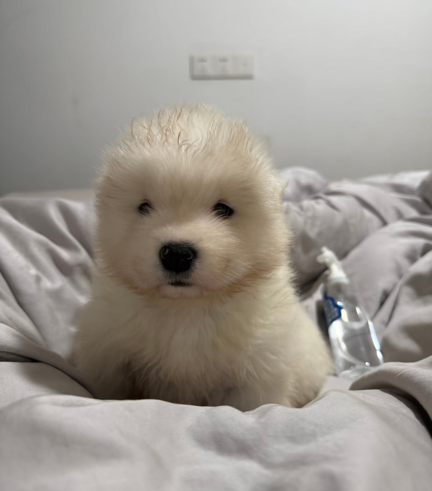 这和小海豹有什么区别啊