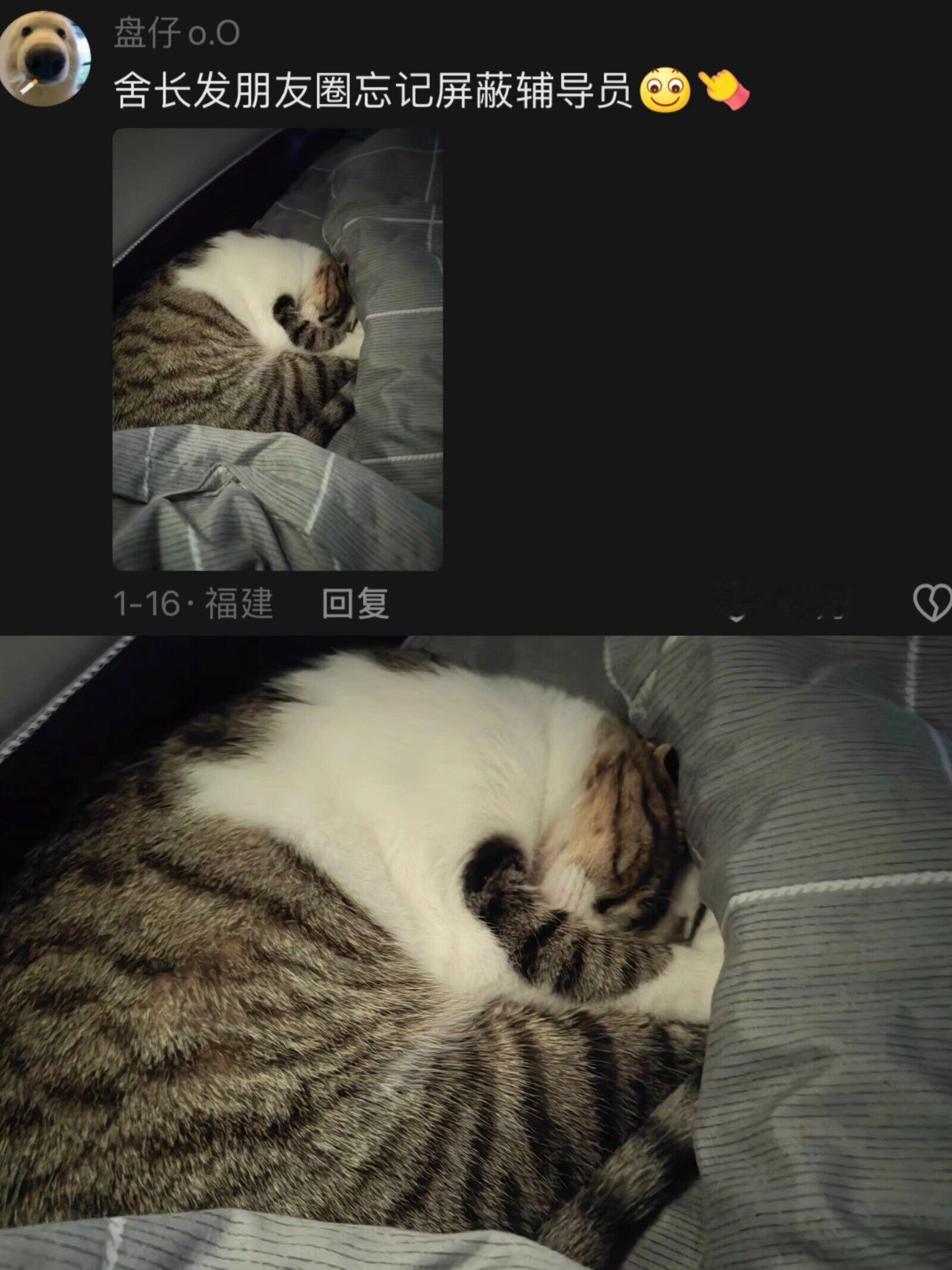 大学生在宿舍养猫都是怎么被发现的！！！