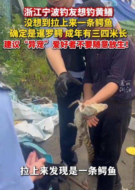 “河边钓鱼竟然钓上鳄鱼。”近日，浙江宁波，一男子在河边钓鱼时，觉得手上的鱼竿非常