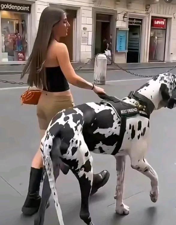 哇塞，这条狗看起来好威猛。如果去买一条，至少也得大几十元吧。。