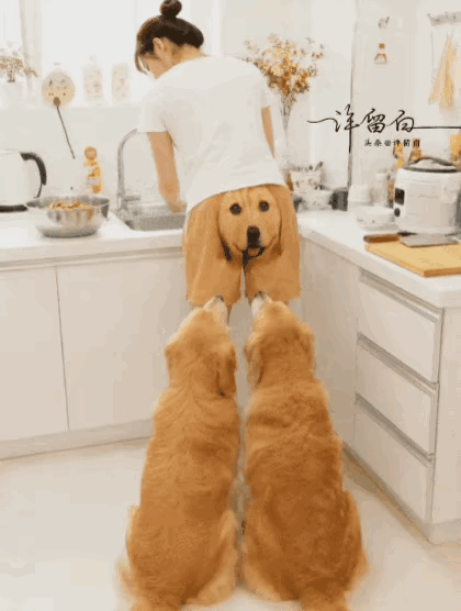 真狗挠头：要不要咬一口试试真假？