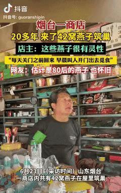 “万物皆有灵！”山东烟台，一商铺内共有42窝燕子在屋里筑巢，它们每天都会在店铺关