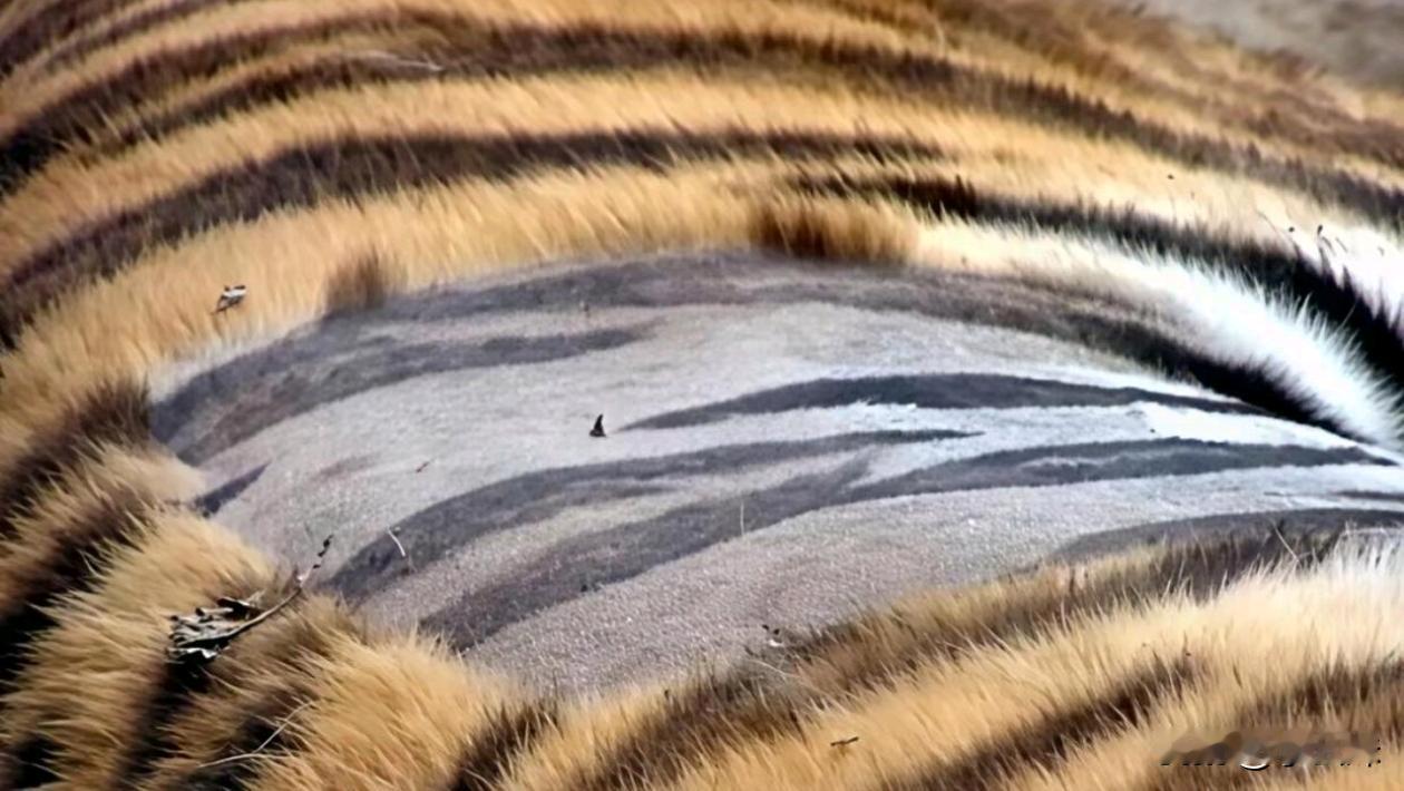 原来老虎没毛也是会有斑的