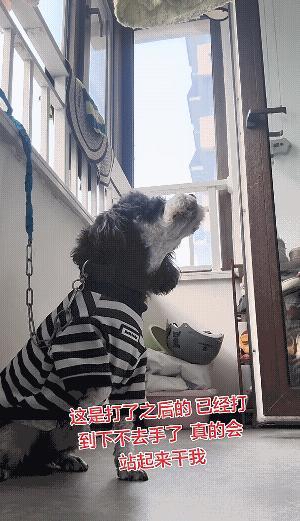 总被自己家狗咬，终于下狠心，要把狗给教育过来。结果是狗还是不服，甚至要站起来和