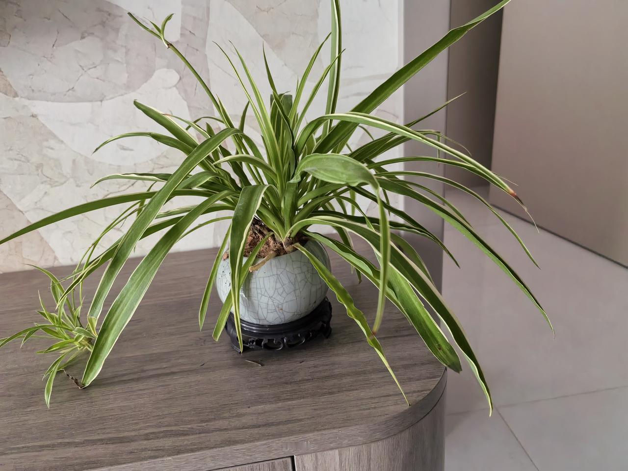 我把这些枝杈插入盆中，还从网上买了两个花盆，于是又多出两盆赏心悦目的金边吊兰。