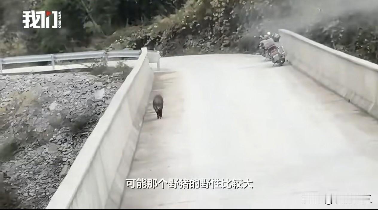 重庆一野猪被车惊吓跳桥身亡，村民深埋处理二十多米高的桥上，一头野猪在车辆前后