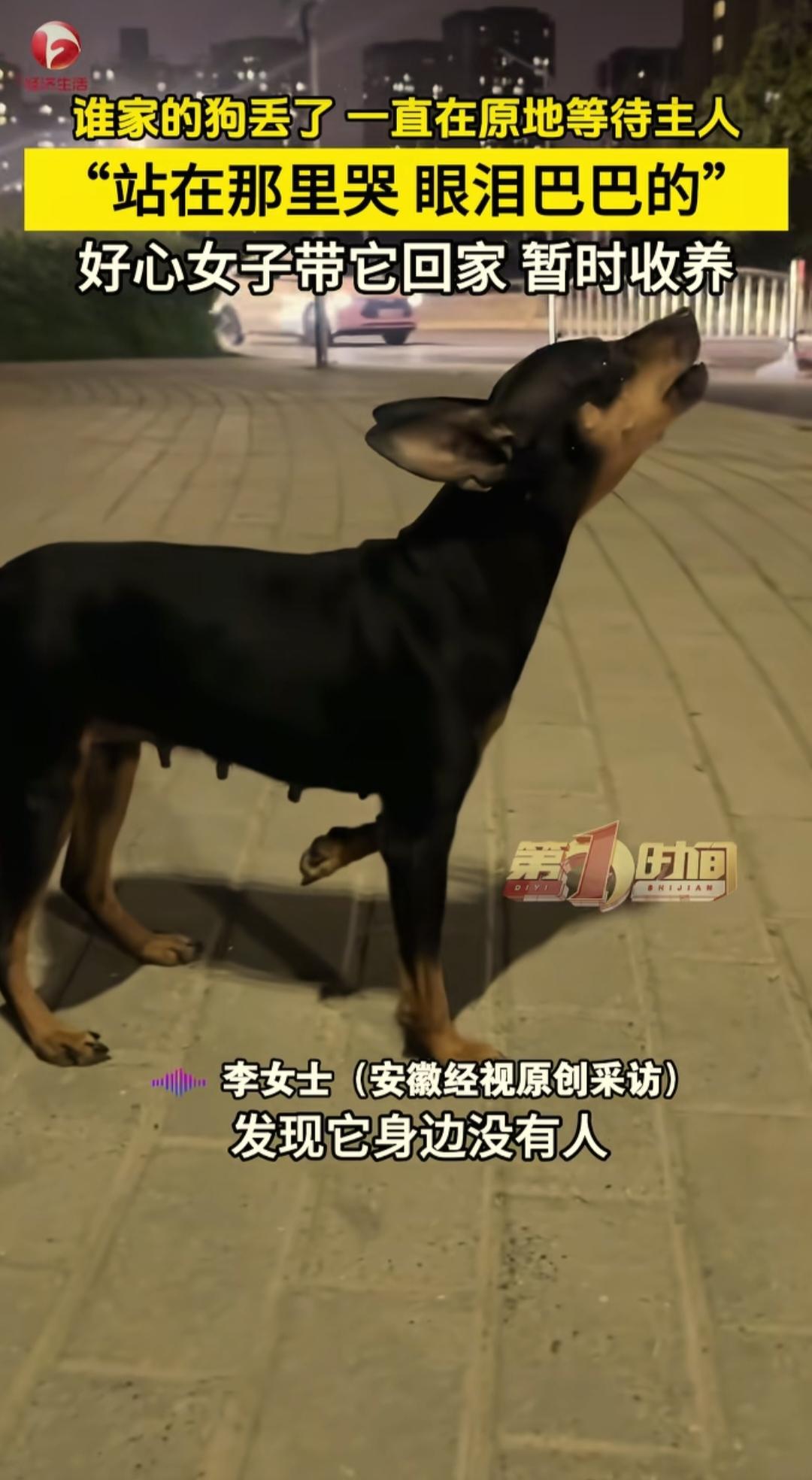 郑州一小姐姐散步时，看到一条没有主人，没系牵引绳的狗子在哭。狗子不只是冷，还是