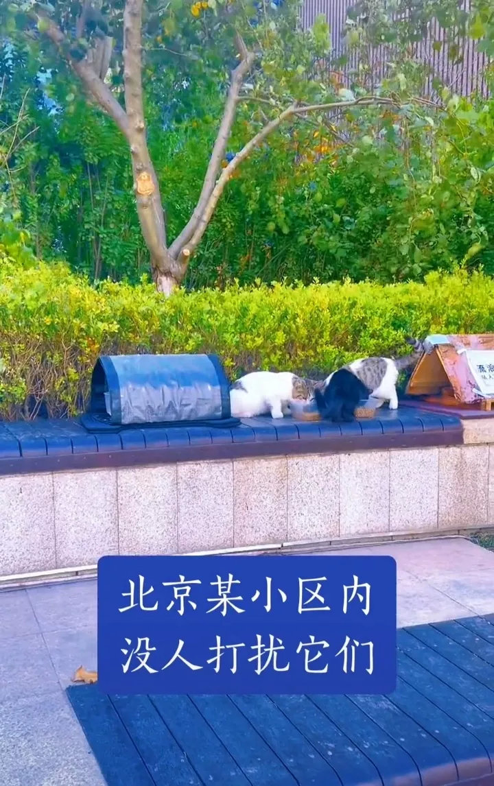 北京某小区的流浪猫不用躲躲闪闪，可以无忧无虑地活着，没有任何人会打扰它们，小区的