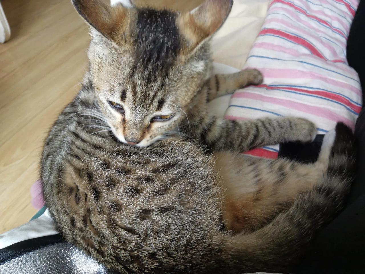 “猫咪教会我，即使世界崩塌，也要优雅地舔毛。”懂事聪明的猫小猫是懂享受的