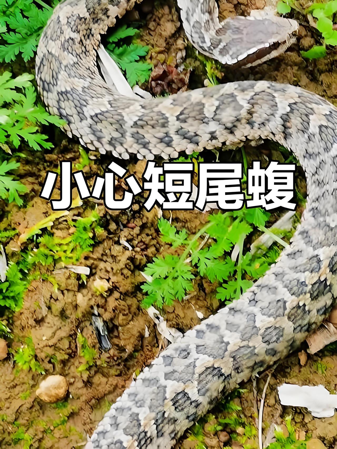紧急提醒！成都最近带娃出门的家长，千万把这条消息焊在脑子里！别再让娃蹲路边、扒
