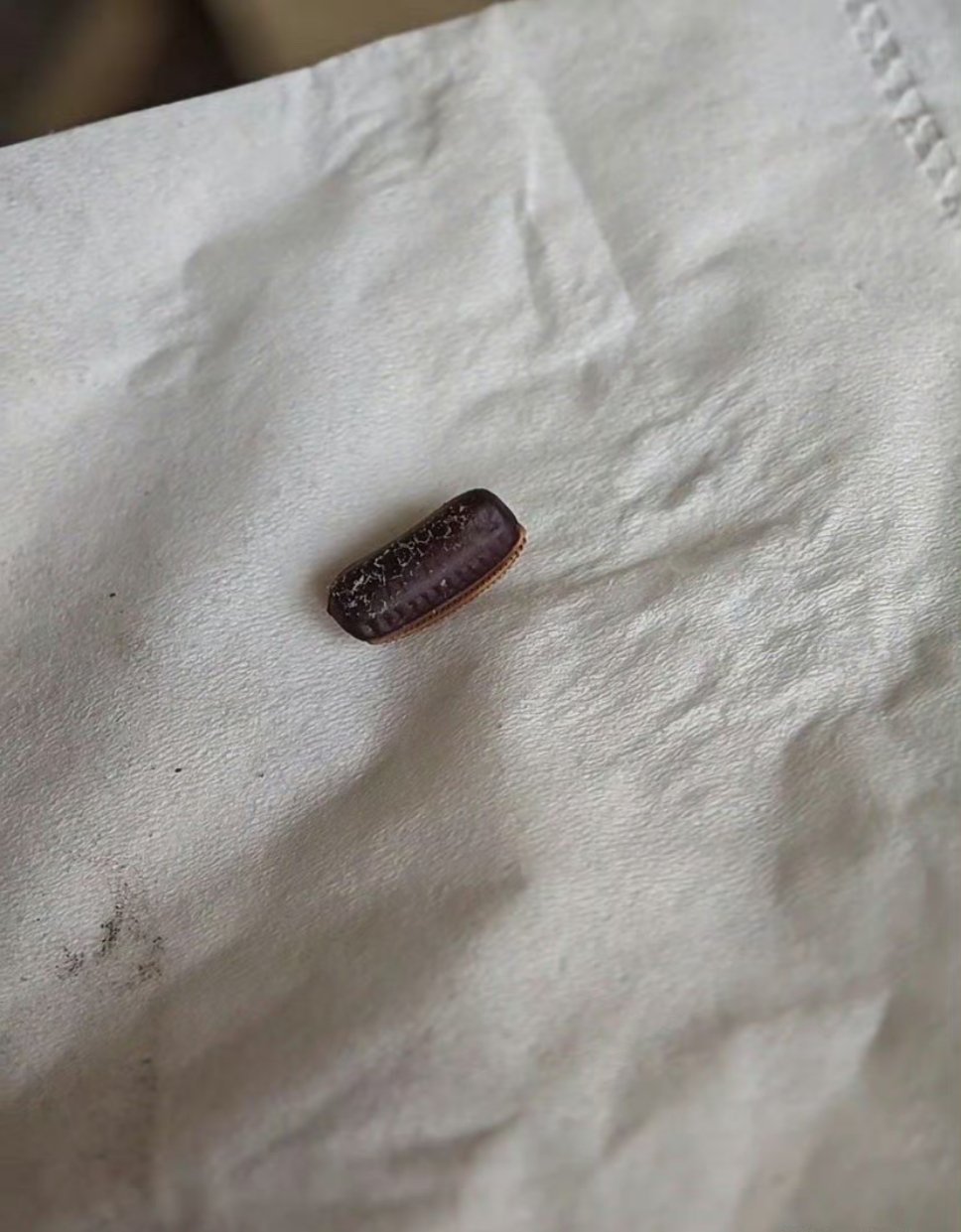 这是什么东西门上面扣下来的有点像红豆啊