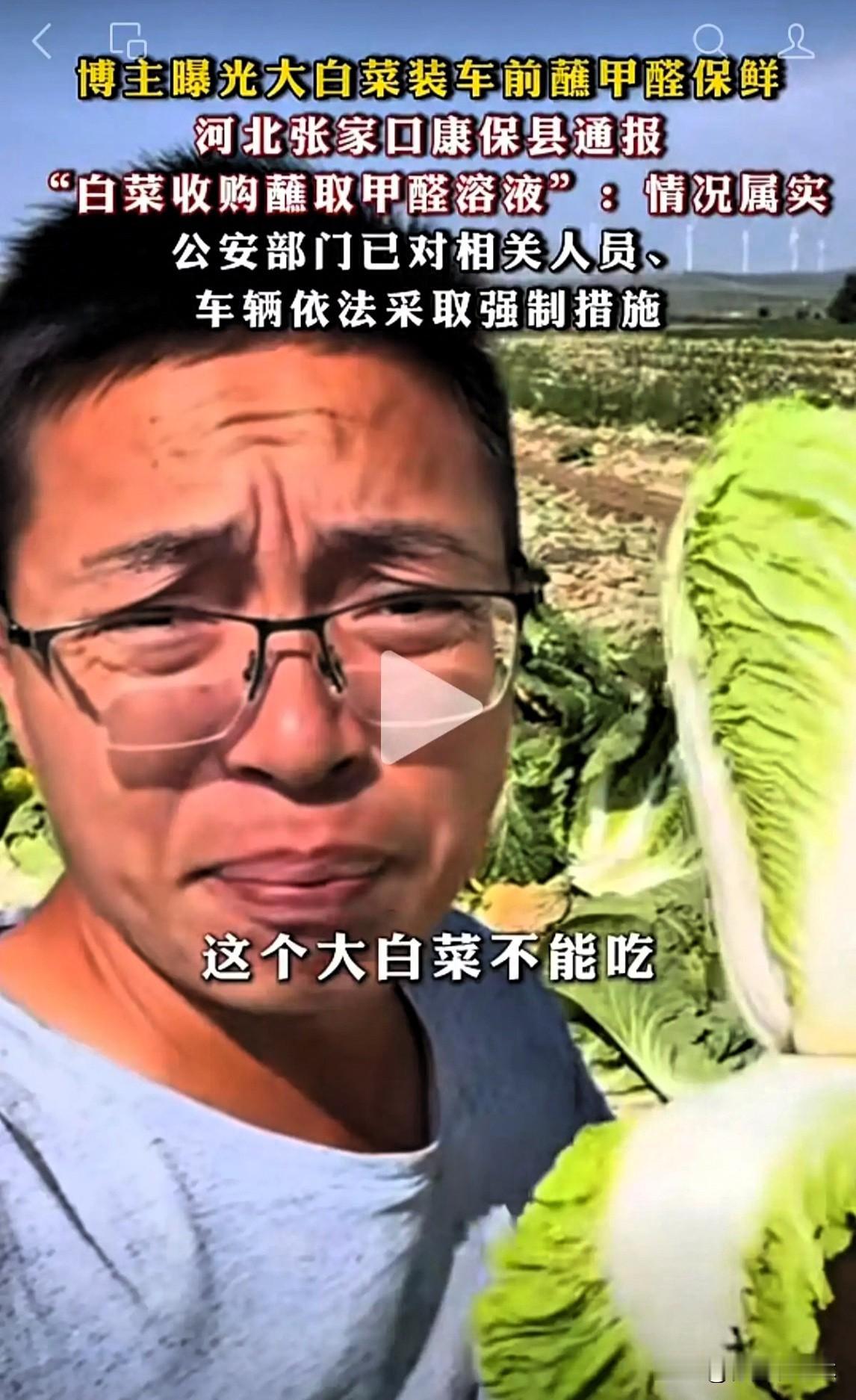 白菜收购商把康保县的老百姓坑苦了。河北省坝上地区的老百姓大多以种植蔬菜为生，这里