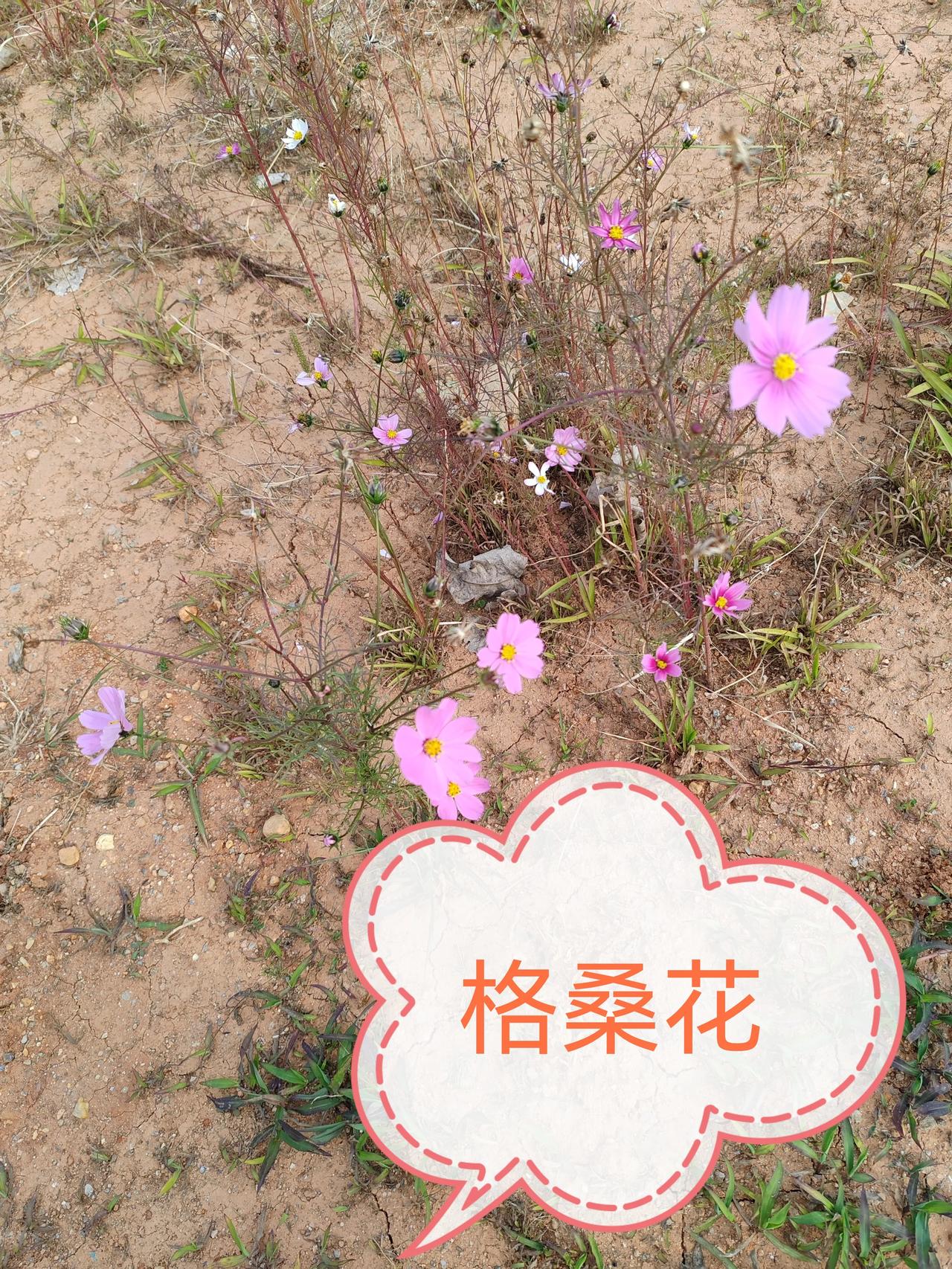 求解！这到底是不是格桑花啊？下午带娃在学校旁边草坪散步，满眼都是枯黄的草，