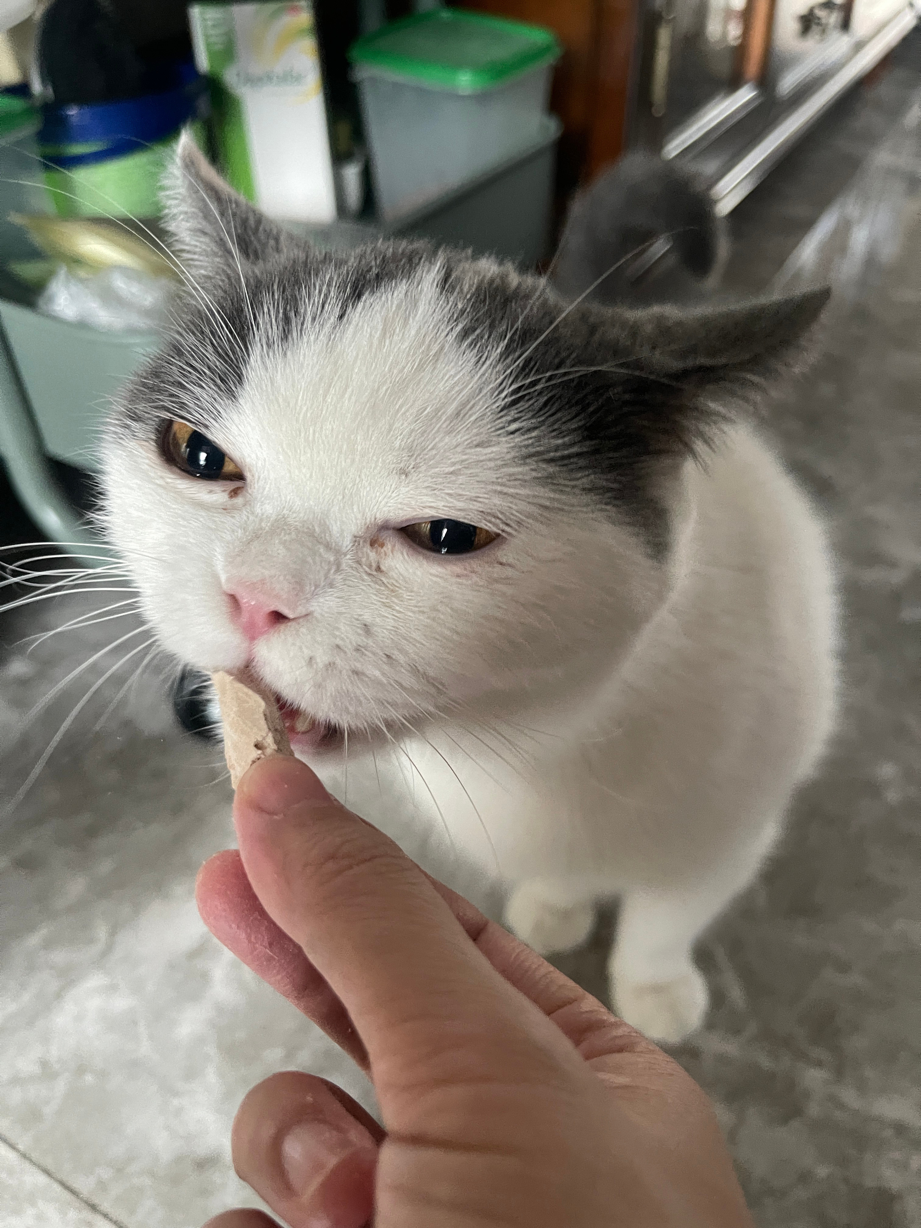 幼豚但是有一丢丢眼屎