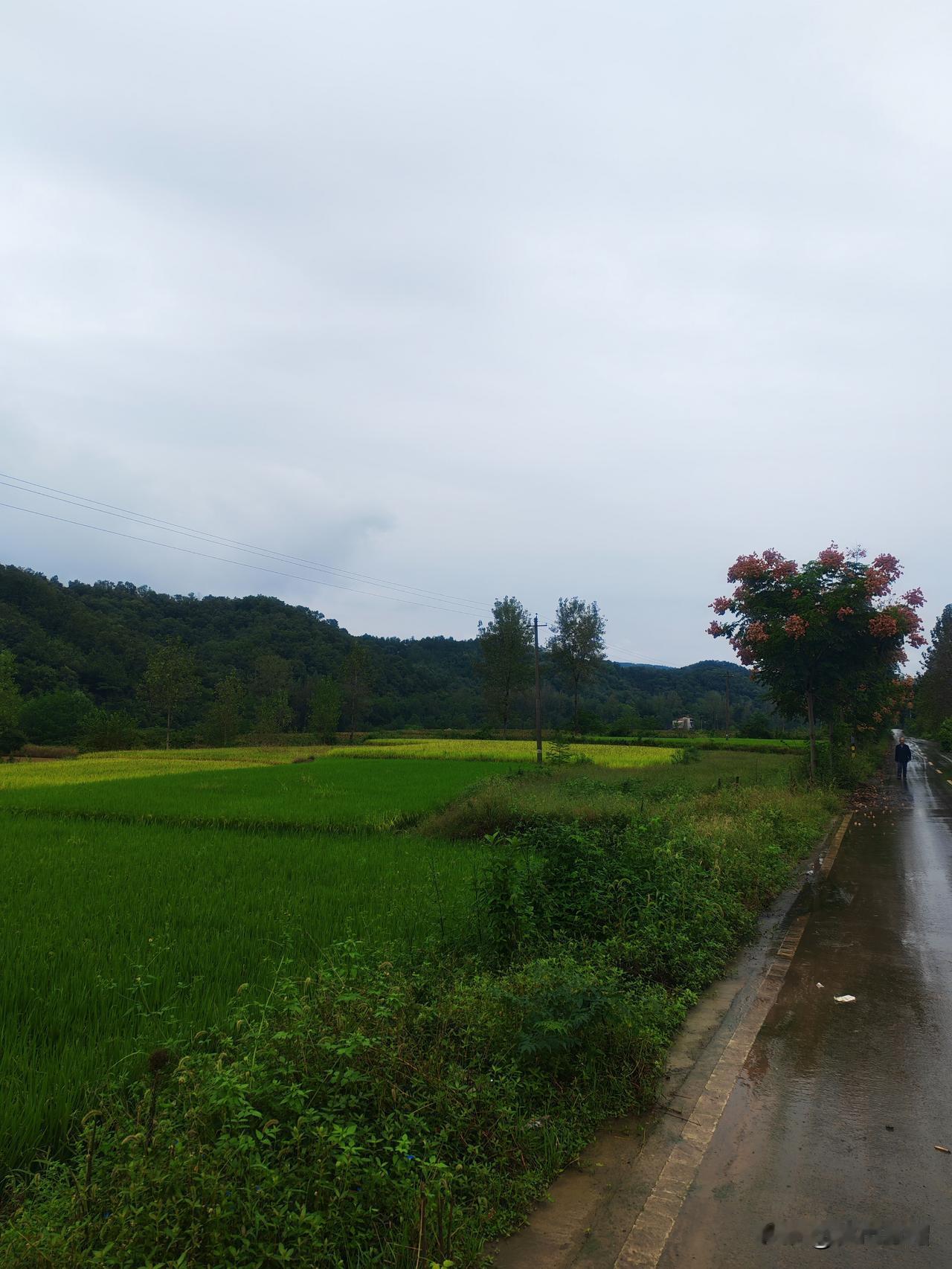 来到妻子在襄阳农村三姐的家，又看到了很多小时候熟悉的场面：稻田、猪圈、鸡笼、果树