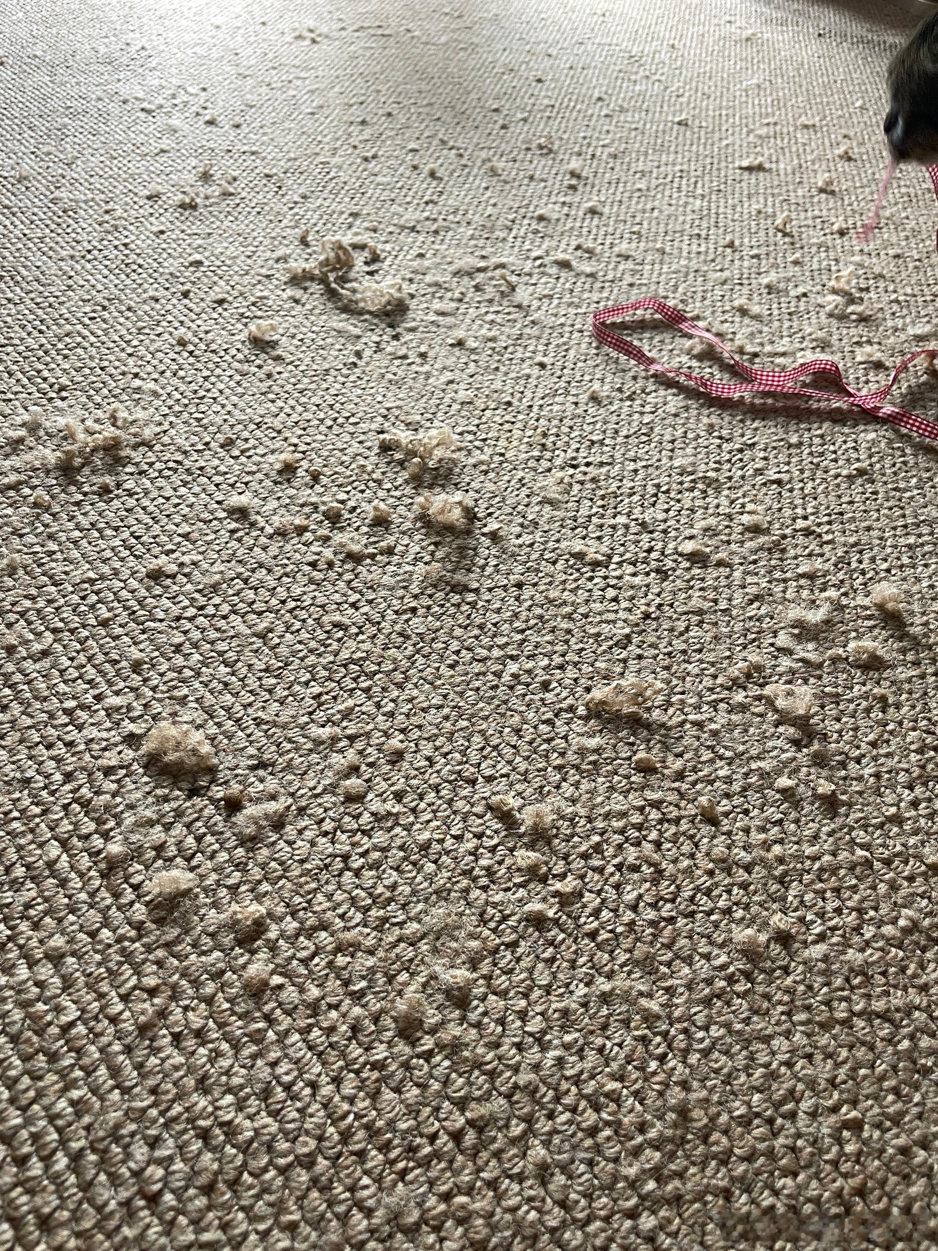 破烂不堪的地毯berber乱蹦的大狸子鱼