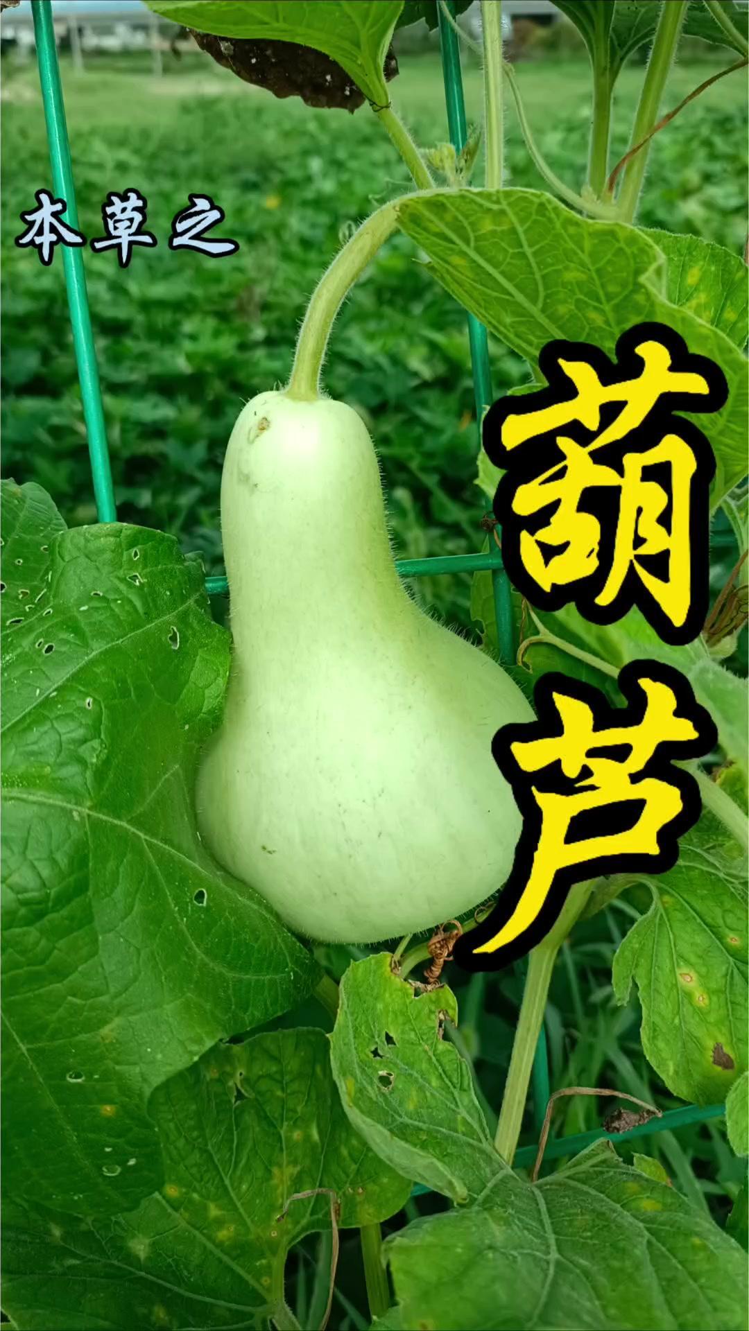 🌿作为葫芦科葫芦属的一年生攀援草本植物，葫芦在我国栽培历史十分悠久，不只是普通