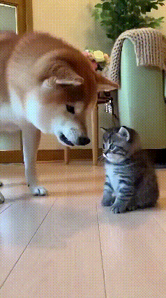 🐱笑不活了！这小猫咪怕不是偷偷报了心理学速成班，套路玩得比人还溜！刷到个