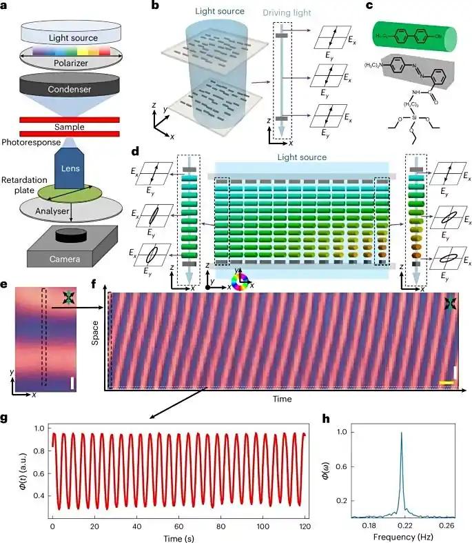 肉眼可辨的“时间韵律”：全球首个人眼可见时间晶体问世，改写非平衡态物理认知无